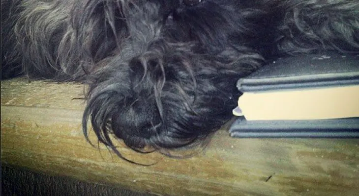 Los perros también sienten celos