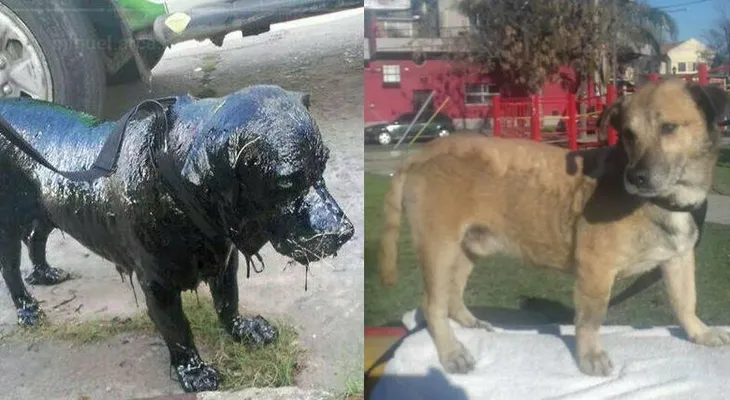 Petróleo, el perro cubierto de brea que sobrevivió y se recupera para ser adoptado