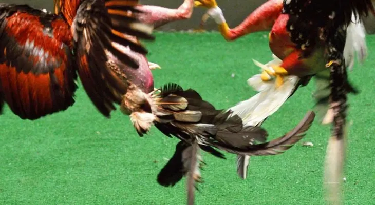 Trump firma ley que prohíbe las peleas de gallo