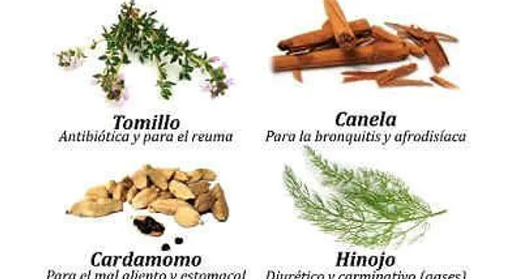 Plantas medicinales para problemas digestivos