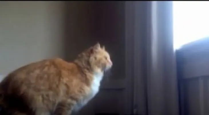 El intento de salto de un gato gordo termina en un divertidísimo fracaso (Video)