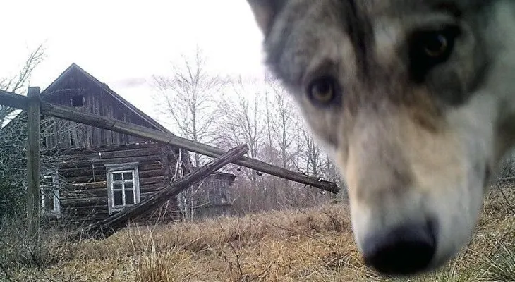 Biólogos descubren el secreto de la supervivencia de animales en la zona de exclusión de Chernóbil