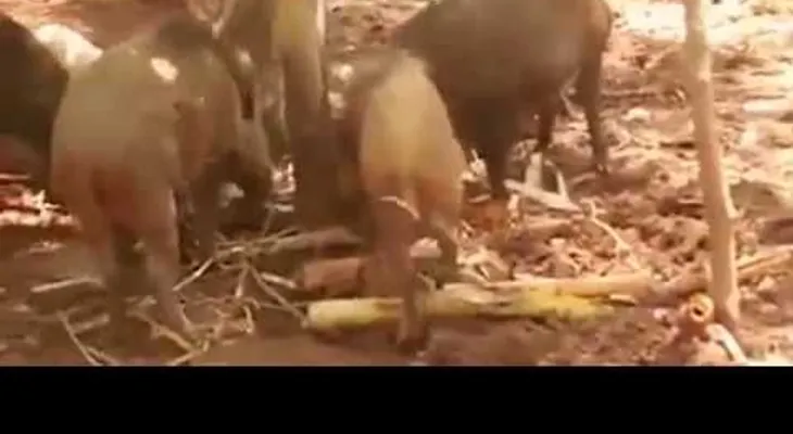 La venganza de los jabalíes: despedazan a una pitón que se comió a un jabato