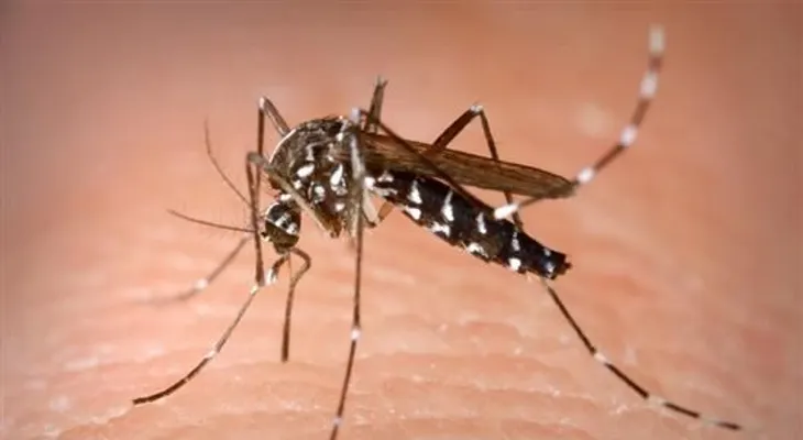 Confirman casos de chikungunya se expanden por el país