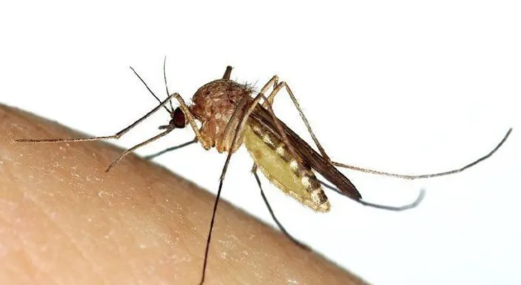 Toma esta vitamina y estarás libre de mosquitos todo el verano