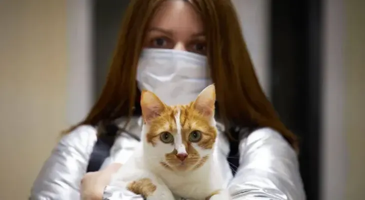 Los gatos también pueden contagiar el COVID-19 a los seres humanos