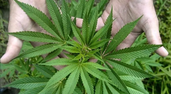 Legislador propone acceso a la marihuana medicinal