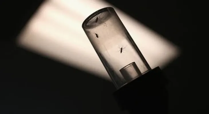 Identifican cómo el virus del zika afecta células del cerebro en desarrollo
