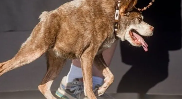 Can deforme gana concurso del Perro Más Feo del Mundo 