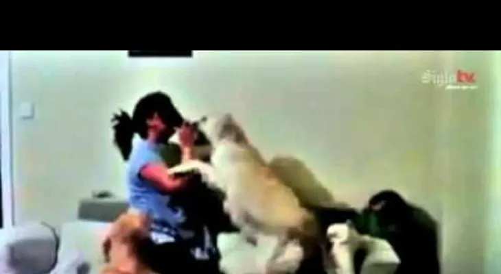 Perros defienden niño de golpes de su madre