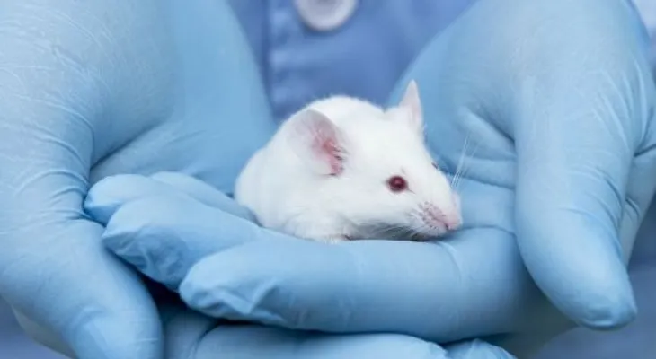  Hallan pieza clave para tratar el cáncer de páncreas en ratones 