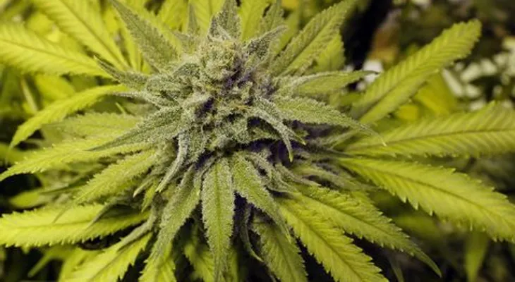 Florida legaliza el uso de marihuana medicinal