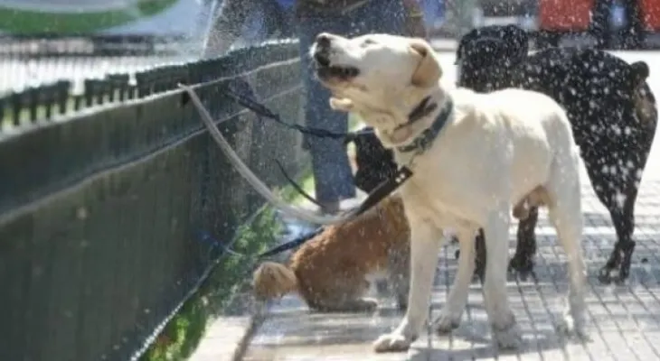 Alerta perros: cómo evitar un golpe de calor