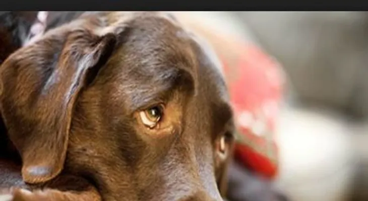 Falta de apetito, decaimiento y desinterés por cosas que antes lo emocionaban, pueden ser ser señales de que su perro está deprimido 