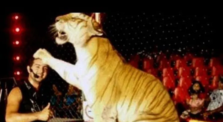 Tigre ataca a una mujer en la India (Video:Tigre mata a su domador)