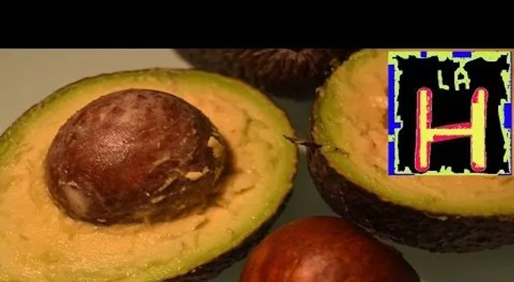 Lo que no sabías de la semilla de aguacate: un poderoso remedio natural (VIDEO) 