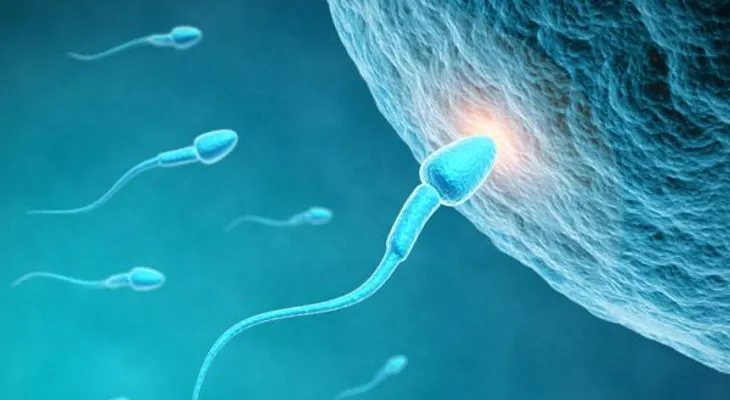 Los espermatozoides que salen primero son más eficaces para concebir