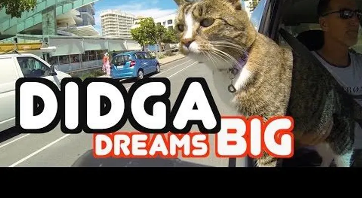 ¡Este gato está tan entrenado que parece un perro! (VIDEO)