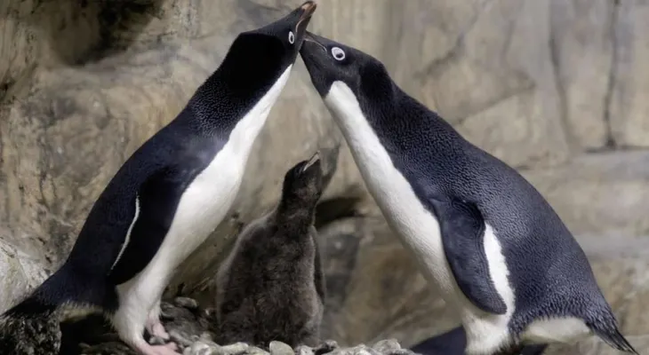 La pareja de pingüinos gay que secuestraron a una cría abandonada por sus padres