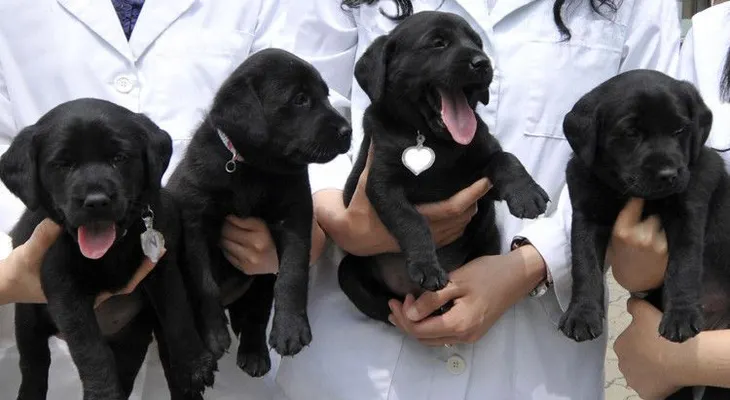¿Clones en serie?: China albergará una gran fábrica de clonación de animales