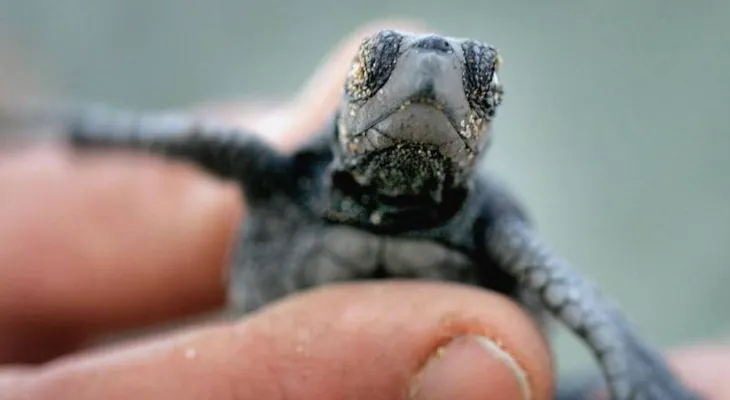 Médicos encuentran una tortuga muerta en vagina de una mujer