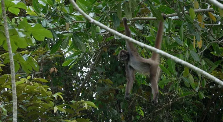 Los monos araña café resisten la extinción en el Magdalena Medio colombiano gracias al trabajo de una comunidad