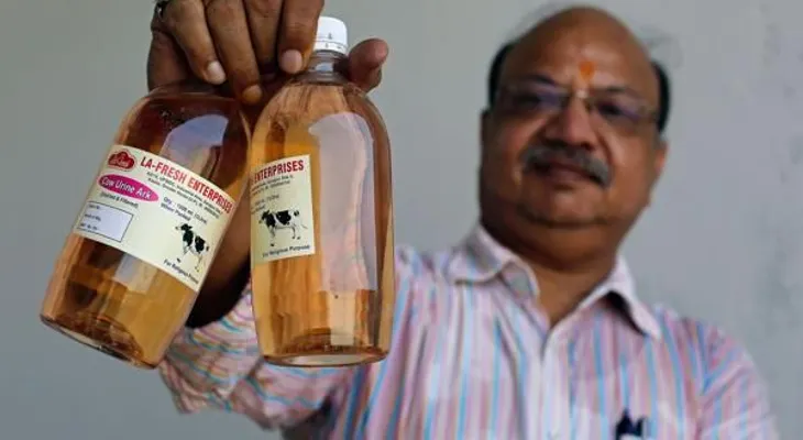 Orina de vaca: el nuevo "oro" medicinal de la India