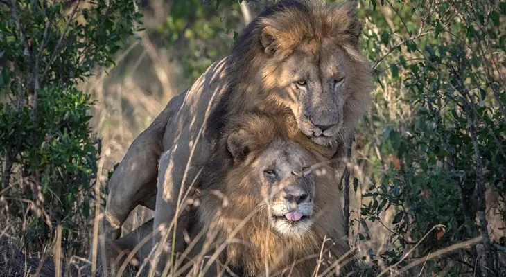 Escándalo en Kenia por dos "leones gays": el gobierno dice que están "poseídos por el demonio" 
