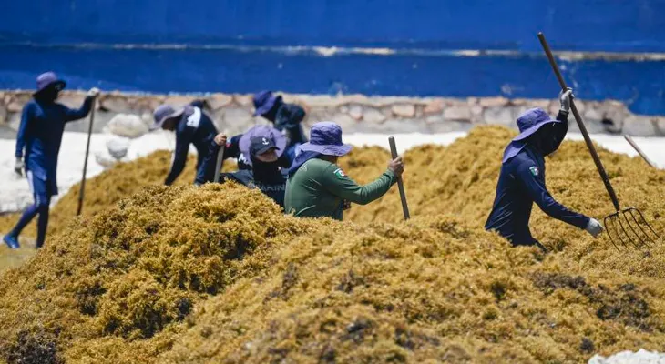 Sargazo en México: de problema ambiental a materia prima para cosméticos, calzado y construcción