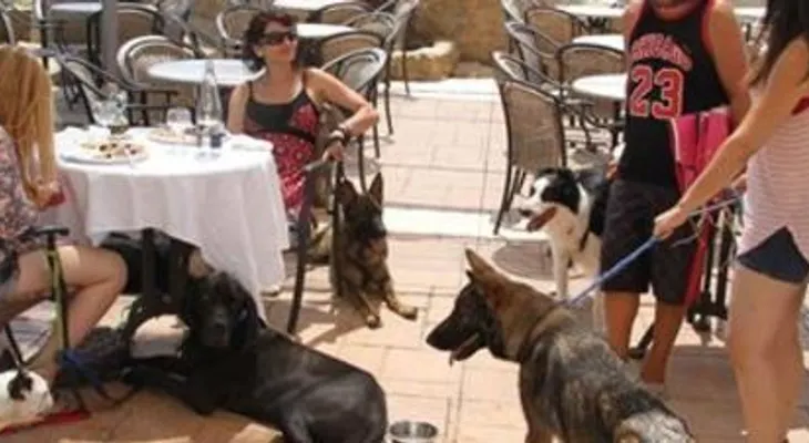 Abren el primer restaurante con carta para perros