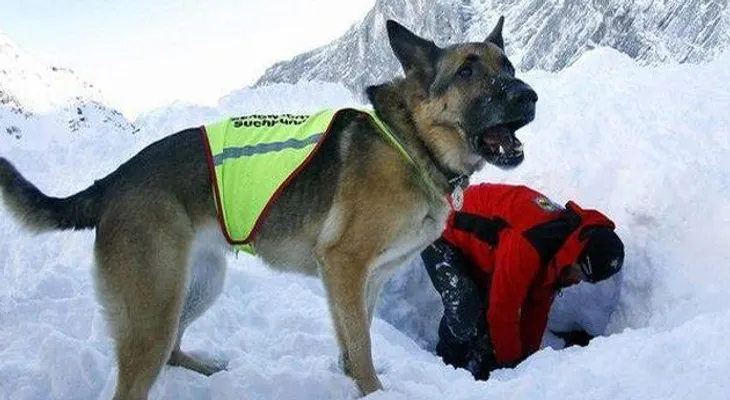 Perro cuida 23 días el cuerpo congelado de su dueño que murió en un temporal en Argentina  
