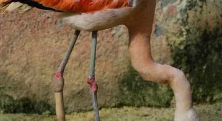 Colocan una pata artificial a un flamenco en Brasil