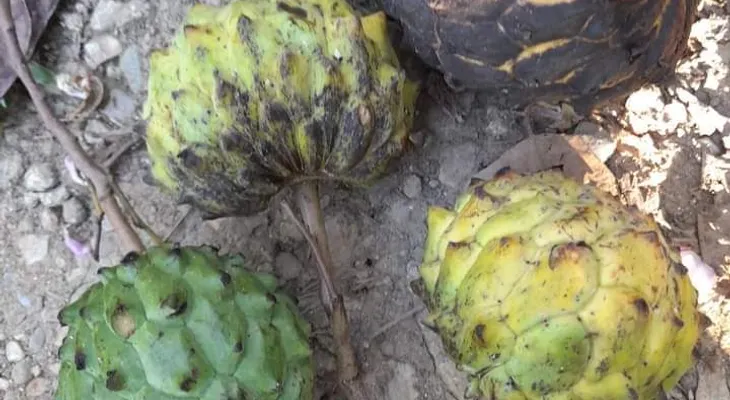 El candongo, una fruta deliciosa
