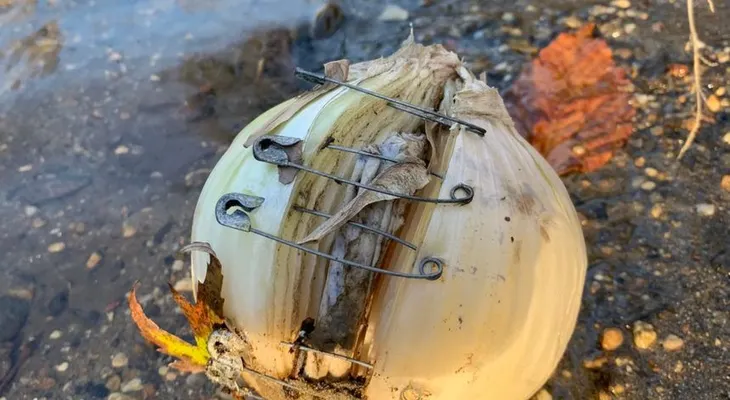 Encontró una cebolla con un imperdible dentro y una nota advirtiéndole que no la toque: "Esto es brujería"
