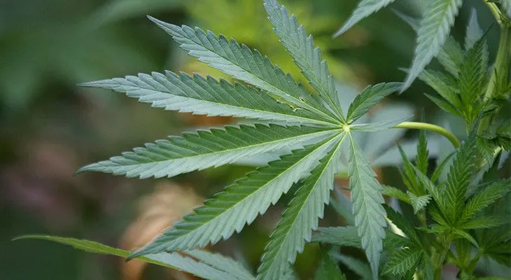 El Tribunal Supremo de México legaliza el uso de marihuana con fines recreativos