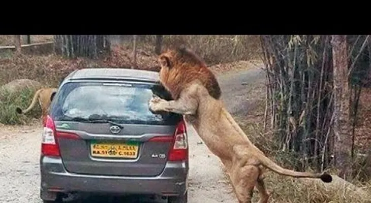 Cuando tu vehículo se cruza con una pareja de leones