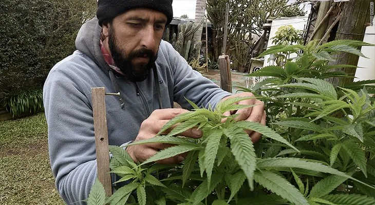 Uruguay, el primer país en legalizar la marihuana, está tomándose las cosas con calma