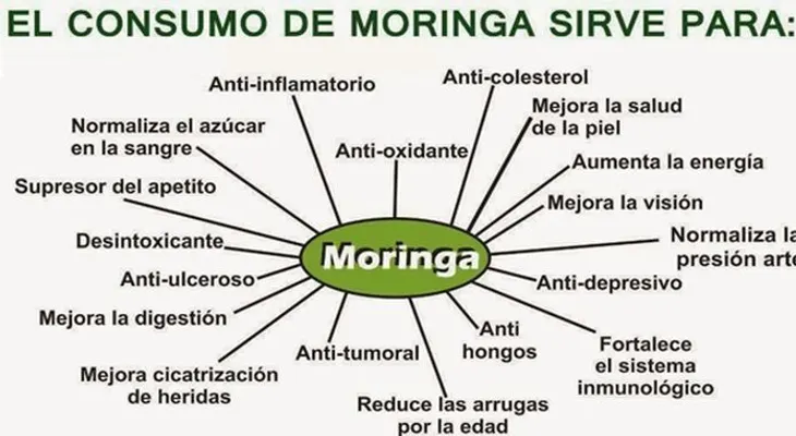Moringa: Arbol de la vida de las faldas del Himalaya!