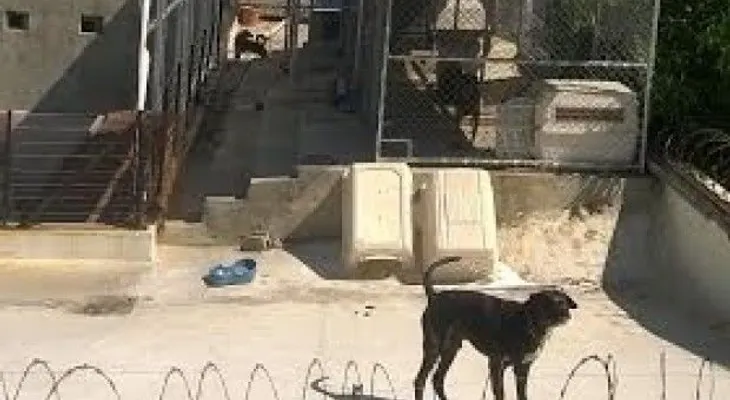 Vecinos del Museo de la Resistencia denuncian constante ruido por perros cuidan el lugar