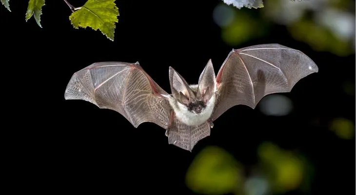 Virus Nipah: ¿Podría ser el causante de la próxima pandemia mundial?
