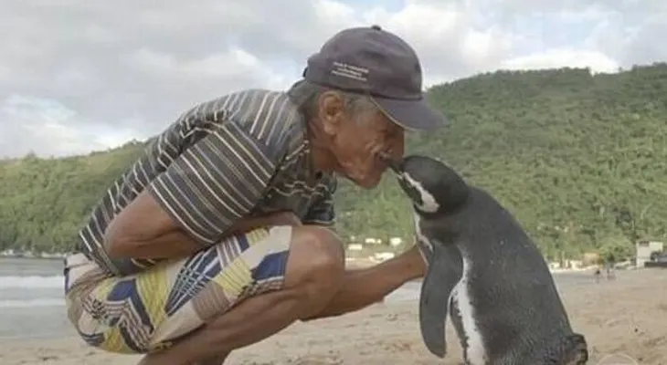 Un Pingüino viaja kilómetros cada año para visitar al hombre que salvó su vida