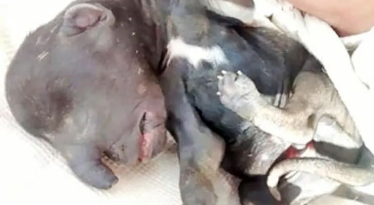 Un perro elefante causa desconcierto en Argentina