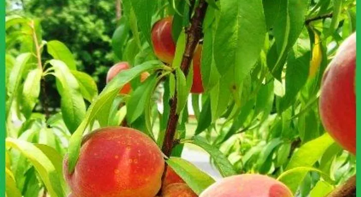 El durazno es la planta curativa de DIOS; para adelgazar, la anemia, colesterol, cáncer, diabetes, digestión, estreñimiento, estómago, estrés, laxante, menopausia...