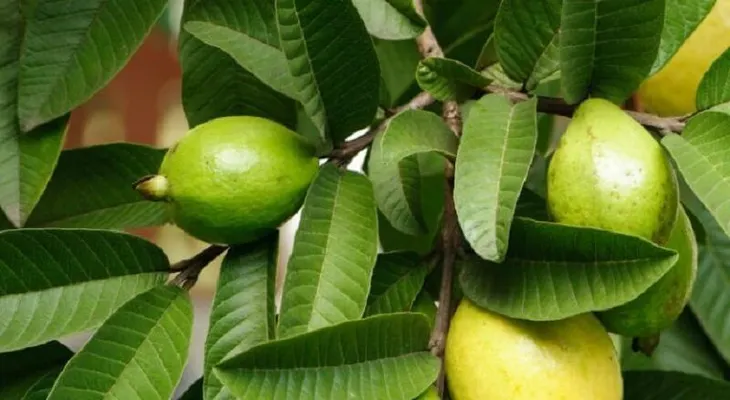 Un té con 4 hojas de guayaba para adelgazar