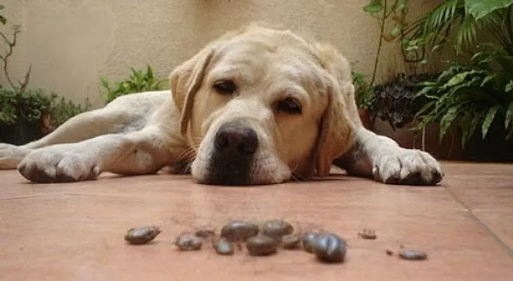 Quítale las garrapatas a tu perro