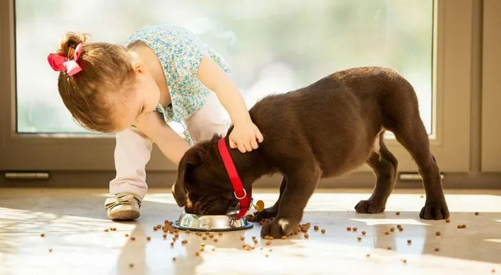 Claves para una convivencia saludable con tu mascota