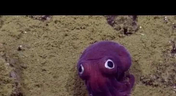 ¿Es real o es un juguete? Este pequeño animal asombra a un grupo de investigadores submarinos