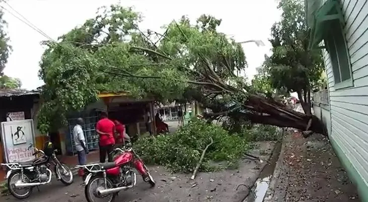 Árbol cae por fuertes vientos y provoca caos en Boca Chica