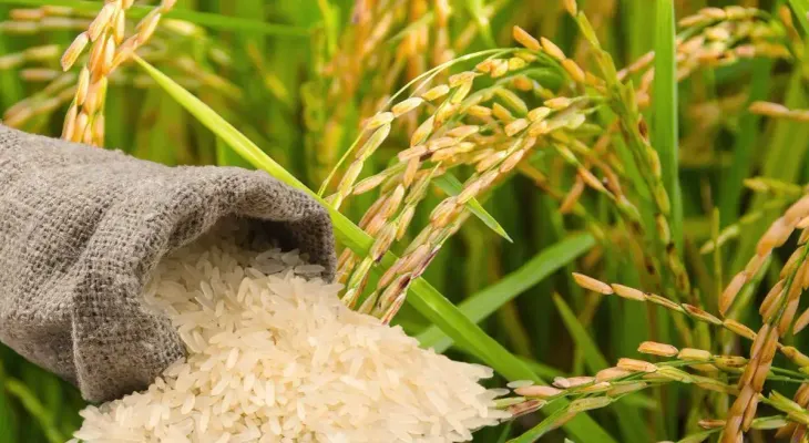 CNCP propone importar de EE.UU. solo el arroz faltante para proteger la producción nacional