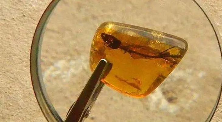 Revelan imagen de lagartija conservada 23 millones de años en ámbar
